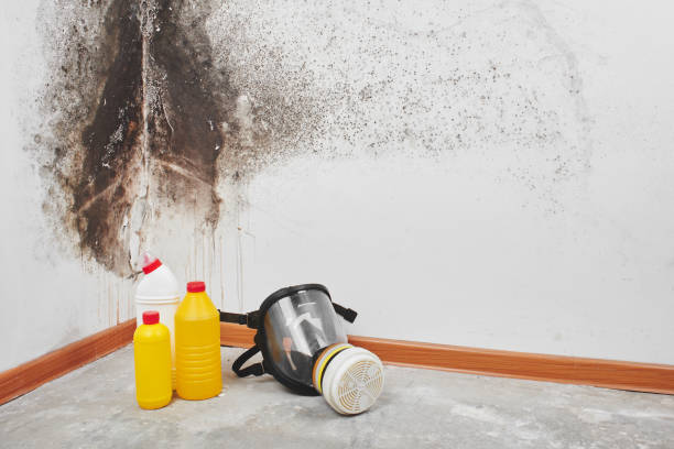 Best Localized Mold Remediation (e.g., coastal areas, humid climates) in Winchester, NV