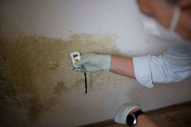 Best Residential Mold Remediation in Winchester, NV