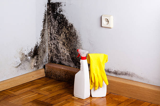 Best Emergency Mold Remediation in Winchester, NV