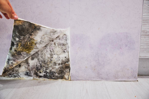 Best Residential Mold Remediation in Winchester, NV